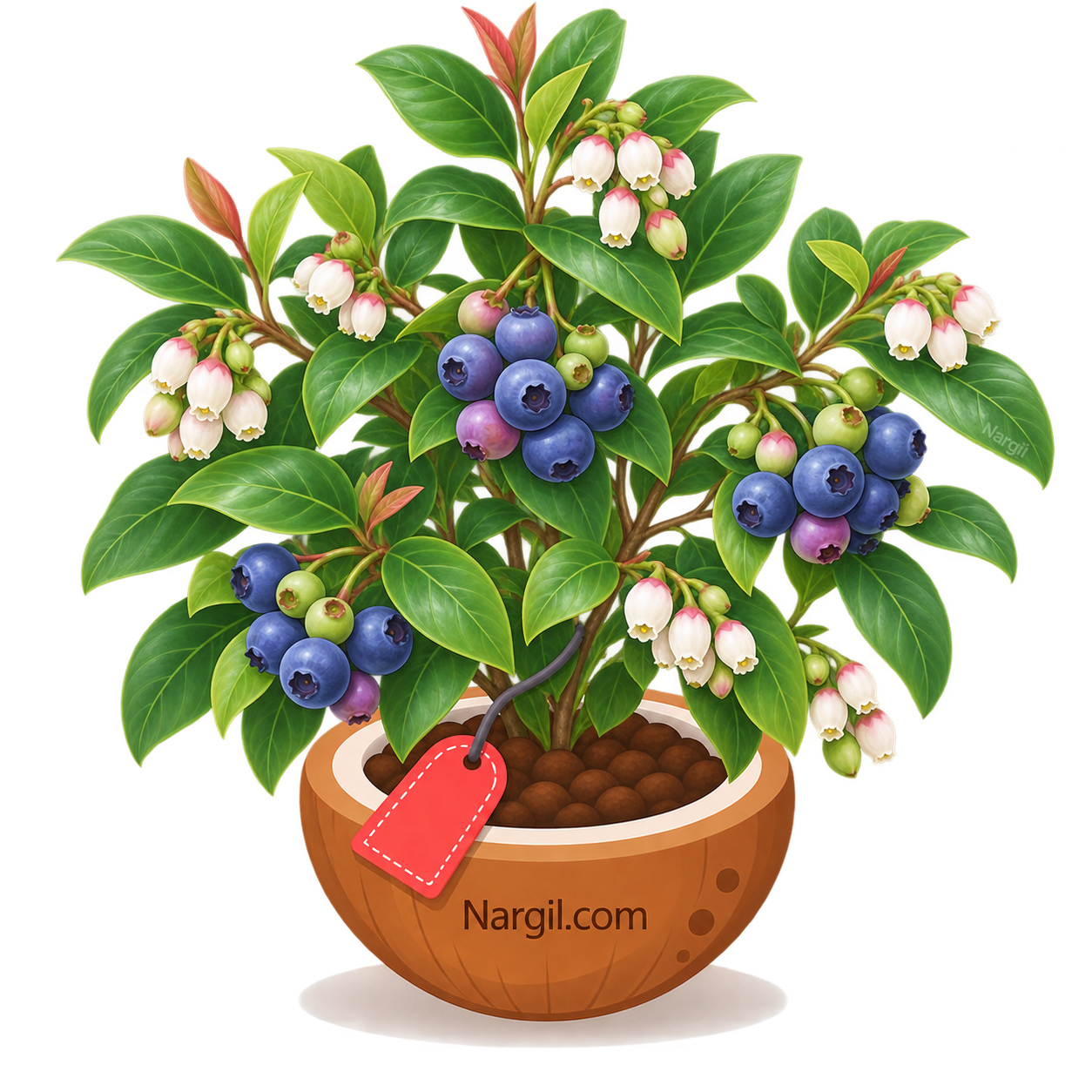 Nargil_Vaccinium consanguineum
